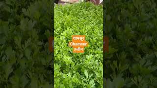 Organic Chamsur | चमसूर । हलीम। चंद्रसुर । healthy chamsur vegetable #shots #ytshots