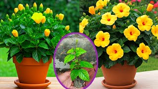 How to grow hibiscus in glass ✅