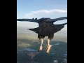 Paraglider meets Black Vulture amazed Internet 🔥🔥🔥