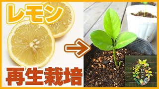 【裏技】スーパーで買ったレモンの種からレモンの木を育てる方法【家庭菜園】【園芸】【ガーデニング】