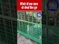 leopard cubs caught in cage at saradi village rajasthan forest dept action wildlife news