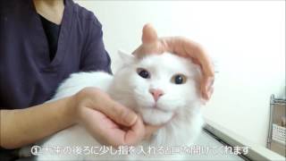 旭川市東光のほんむら動物病院【犬・猫の薬の飲ませ方（錠剤編）】猫の飲ませ方を動画で紹介　　日曜日も診察