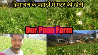 Our Peas Farm हिंमाचल के पहाड़ों में मटर की खेती  (Moutain Peas Cultivation 2022)In Himachal Pradesh