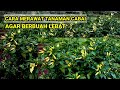 ⛔cara perawatan tanaman cabe agar berbuah lebat