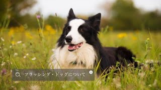 【フラッシング・ドッグについて】ペットリフォームならセラフ榎本　ペット快適住環境　愛犬家住宅　埼玉県　東京都　群馬県　神奈川県