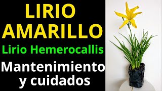 LIRIO HEMEROCALLIS, LIRIO AMARILLO. Cuidados básicos consejos de jardinería