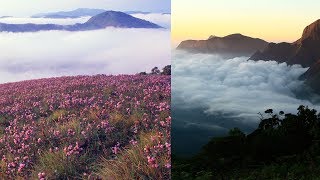 Top Station and the experience of Magical blooms of Neelakurinji