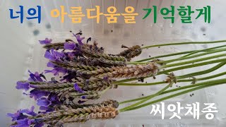 [정원일기] 꽃들이 남긴 흔적 / 씨앗 채종하기 꽃씨받기 / 라벤더 꽃씨 #seed-gathering