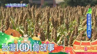 金門高粱田復耕 貧脊紅土金黃豐收 part2【台灣1001個故事】第291集