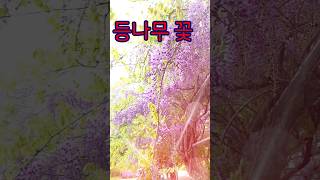 등나무 꽃 #울산동구 #등나무꽃