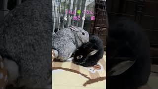 くろん💖ぐれん🐇🤍仲良し🖤🐇後ろと前🍀(ӦｖӦ｡)✨ #うさぎのいる暮らし #癒やし #かわいいうさぎ #仲良し