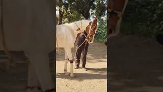 ઘોડી નો ડાન્સ જોરદાર #ઘોડી #ઘોડા #ghodi #ghoda #horse #horses