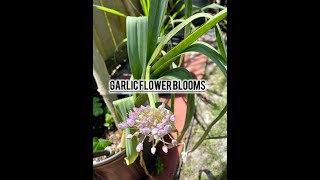 Garlic Flower Blooming