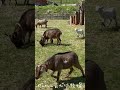 very friendly goat family　 goat