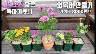 SUB)목마가렛 쉽고,예쁜,수형 쉽게 잡는 방법!코스모스 닮은 외목대 목마가렛/아파트 베란다 4월의 정원 가꾸기