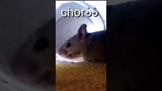 चूहा चोर || mouse chor || thief #चूहा # चूहे || FUNNY RAT