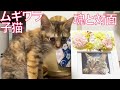 ムギワラ子猫、縁と魂のもとと対面する My second cat 'Tokiji' and my kitten 'Komugi'