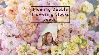 Planting Double Flowering Stocks Seeds!🌼🌺🌹