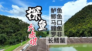 已解锁12种鱼，大水坝水库水底鱼情解锁，鲈鱼多，罗非在这也得挨揍探鱼  找鱼 水下测试 韶关钓鱼 仁化钓鱼