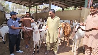 Pakistani Goat Farmers In Dubai Bakra Mandi | Dubai Goat Market.