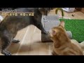 【母猫vs息子猫　母猫vs娘猫】　生後5ヶ月　cute kitten