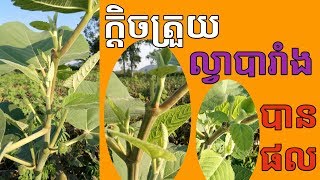 ល្វាបារាំងដាំនៅខ្មែរ EP.6 ក្តិចត្រួយបានផលលើសពីការស្មាន​ Pinch Fig Trees(ตัดยอดมะเดือฝรั่ง)