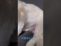 お腹ぽんぽこペキニーズ stomach ponpoko pekingese