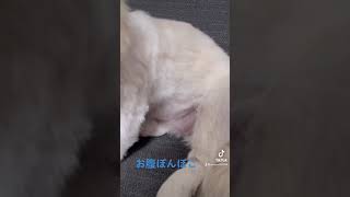 お腹ぽんぽこペキニーズ Stomach ponpoko pekingese