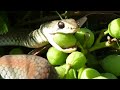 whip snake eating grapes hunting grapes