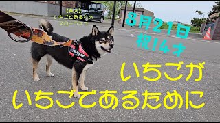 【柴犬】いちごとみるくのスローライフ　祝！４才を迎える柴犬がかわちい　柴犬ブログ8月22日　JAPAN [SHIBA-INU]　＃柴犬　＃柴犬の日常　＃北広島市