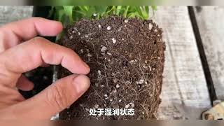 你的多肉植物为什么总是死掉？浇水的秘诀全在这里！诚品绿仓－－悠然　自然　卓越