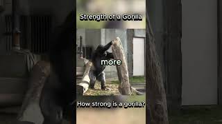 Strength of Gorilla #silverback #gorilla #strength
