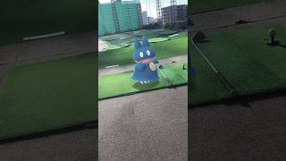 ゴンベとゴルフ #pokemon #japan #ポケモンgo #shorts #golf