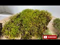 how to revive dried moss regrow moss