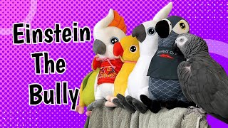 Einstein the Plush Toy Bully – A Hilarious Tossing Spree!