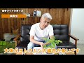 皇帝ダリアの育て方　せっかくならデカく育てよう！冬越しが大事です！