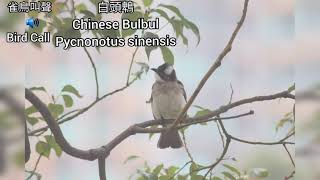 🔊 白頭鵯 Chinese Bulbul Pycnonotus sinensis