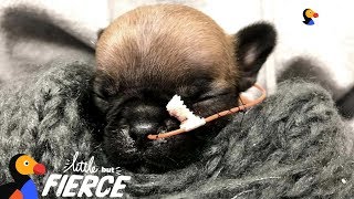 Tiniest Frenchie Puppy Is Pure Inspiration | The Dodo Little But Fierce