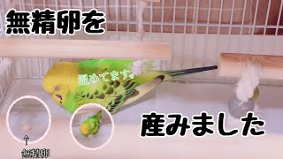 インコのリンが無精卵を産みました。#セキセイインコ #リン #無精卵#セキセイちゃんねる