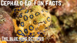 Cephalo-Ed: Fun Facts- The Blue Ring Octopus