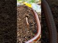 LIHAT! Ibu dan anak Millipede kaki seribu #snailhunter