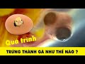 Quá trình phát triển 21 ngày của một quả trứng thành gà con