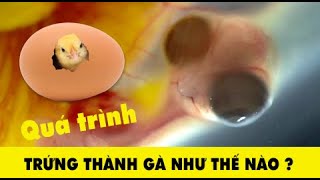 Quá trình phát triển 21 ngày của một quả trứng thành gà con