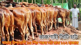 ধামাকা অফার!  খামার উপযোগী ১৫ পিচ ১০০% জাত মানের শাহীওয়াল গরুর লট মাত্র ১১২  #সিটি_হাট #রাজশাহী