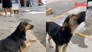 Pichirilo: el perro que ayuda a su dueña a vender pescados, con una tierna estra