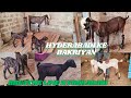 786 Sydney Breed line Hyderabadi male female big frame bentam female available in Hyderabad Sm