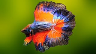 10 Most Beautiful Fresh Water Fish in the World