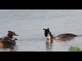 カンムリカイツブリ３羽の雛が生まれた！three chicks of great crested grebe