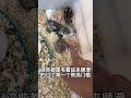 你们学会了吗 养鼠日常分享 仓鼠宝宝的日常 仓鼠🐹 鼠鼠我呀 它真的好像个小宝宝