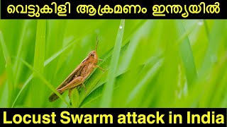 Locust Swarm Attack in India|വെട്ടുകിളി ആക്രമണം ഇന്ത്യയിൽ|Chance for Food Shortage| vettukili attack